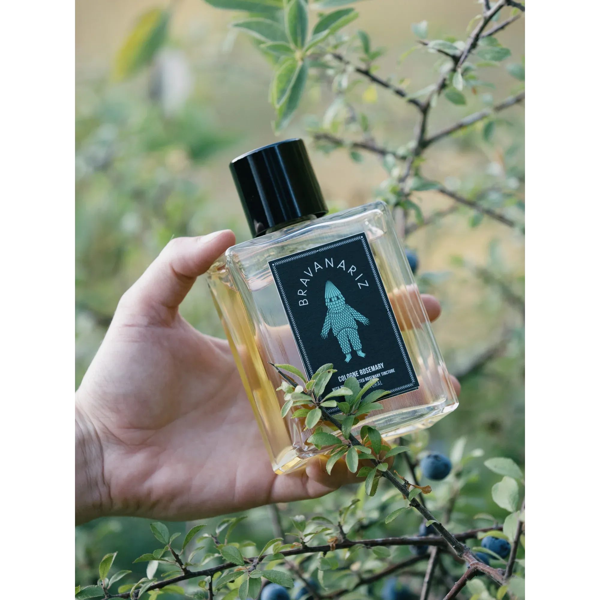 Cologne Rosemary